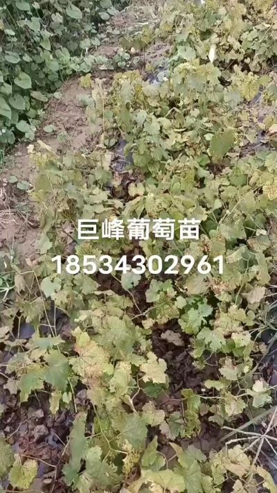 出售早熟巨峰葡萄苗。药用连翘苗，科研五号优质种苗，2/5年苗，药用连翘树，挂果树，全国包邮到家！财富密码18534302961