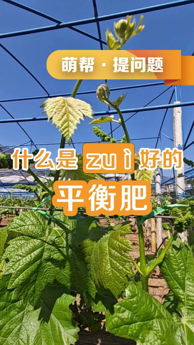 什么是最好的平衡肥