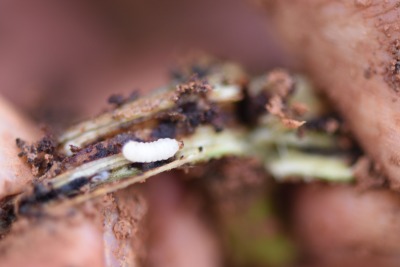 冬季甘薯采收后的田间管理&mdash;&mdash;清洁田园与土壤消毒