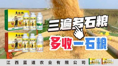 冬季种植，油菜，小麦，草莓等作物的，出现了除草剂药害，黄叶，僵苗，苗不长等问题，马上用多石粮，确保5天见到效果。