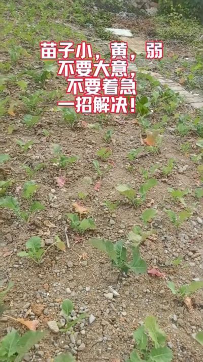 油菜苗子弱苗子小，就用多石粮，5天见效果。