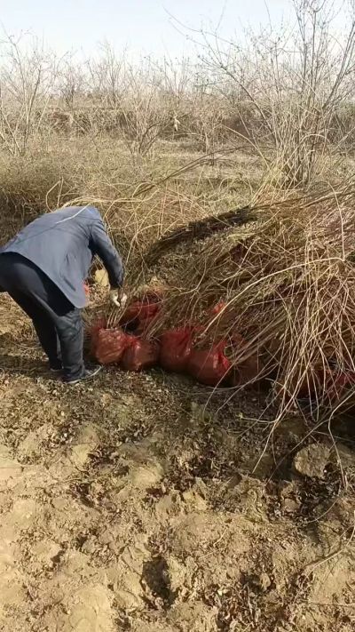出售药用连翘苗，科研五号优质种苗，2/5年苗，药用连翘树，挂果树，全国包邮到家！财富密码18534302961出售药用连翘苗，科研五号优质种苗，2/5年苗，药用连翘树，挂果树，全国包邮到家！财富密码1
