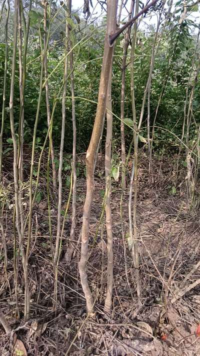 出售臭椿苗，巨峰葡萄苗。药用连翘苗，科研五号优质种苗，2/5年苗，药用连翘树，挂果树，全国包邮到家！财富密码18534302961