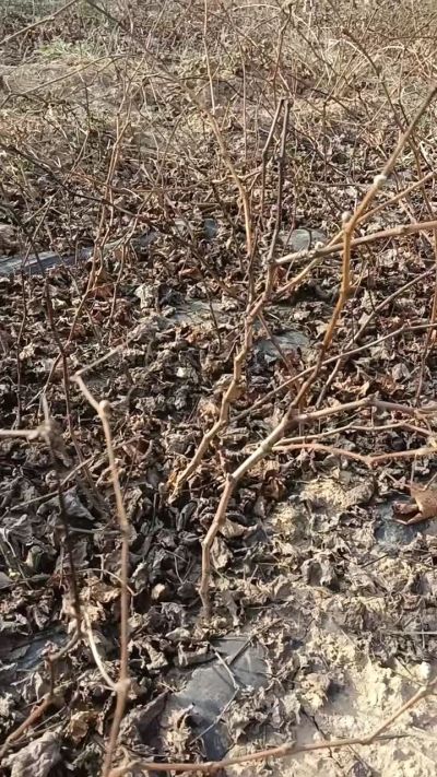 户太八号葡萄苗，，一年扦插苗，需要联系我