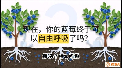 第3节：别把树&ldquo;憋死&rdquo;&mdash;&mdash;正确的定植与换盆手法,   课程：《蓝莓&ldquo;高产&rdquo;实战课：从选苗到丰收的10个关键点》