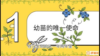 第6节：修剪决定产量（上）&mdash;&mdash;幼苗期与生长期修剪， 课程：《蓝莓&ldquo;高产&rdquo;实战课：从选苗到丰收的10个关键点》