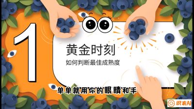 第10节：完美的&ldquo;果粉&rdquo;&mdash;&mdash;采摘时机与保鲜， 课程：《蓝莓&ldquo;高产&rdquo;实战课：从选苗到丰收的10个关键点》