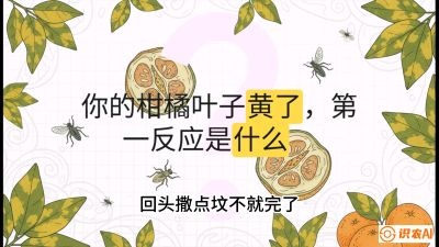 第一节：保命生死线&mdash;&mdash;黄龙病与木虱，课程：《柑橘十大病虫害：从入门到精通》