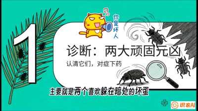 第06节：顽固虫害防治&mdash;&mdash;&ldquo;钻心虫与红蜘蛛，打准时间才服输&rdquo;《槟榔种植：从不懂到精通的10堂必修课》