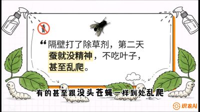 第05节：养蚕人的&ldquo;排雷战&rdquo;&mdash;&mdash;除草剂的生死禁忌，课程：《桑海淘金：桑树高产与蚕桑安全进阶实战课》