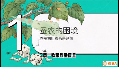 第06节：虫口夺叶（上）&mdash;&mdash;物理与生物防控绝技，课程《桑海淘金：桑树高产与蚕桑安全进阶实战课》