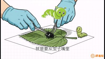 第07节：虫口夺叶（下）&mdash;&mdash;不得不打药时的&ldquo;解毒术&rdquo;，课程：《桑海淘金：桑树高产与蚕桑安全进阶实战课》