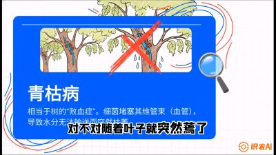 第08节：看不见的杀手&mdash;&mdash;青枯病与萎缩病，课程：《桑海淘金：桑树高产与蚕桑安全进阶实战课》