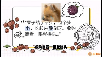 第10节：甜蜜的科学&mdash;&mdash;膨大、增甜与转色，课程：《桑海淘金：桑树高产与蚕桑安全进阶实战课》