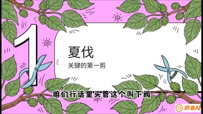第11节：叶果双收&mdash;&mdash;特殊的夏伐与冬伐，课程：《桑海淘金：桑树高产与蚕桑安全进阶实战课》