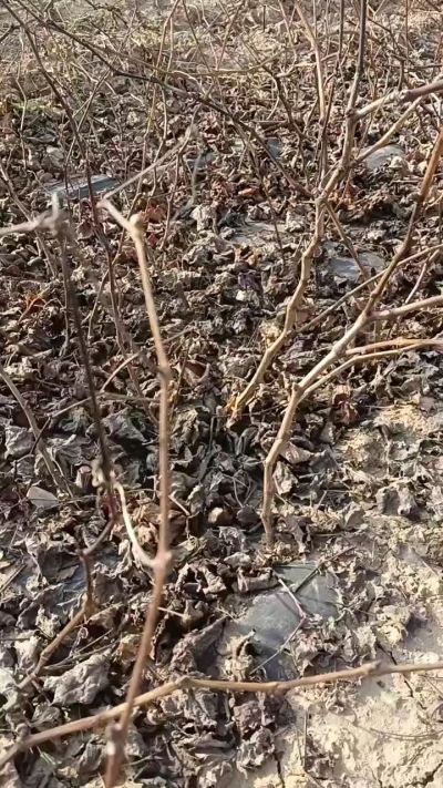 出售巨峰葡萄苗。药用连翘苗，科研五号优质种苗，2/5年苗，药用连翘树，挂果树，全国包邮到家！财富密码18534302961