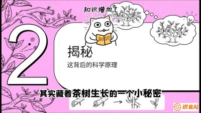 第04节（修剪篇）：树势复活术：从&ldquo;越剪越弱&rdquo;到&ldquo;枝繁叶茂&rdquo;的能量管理与夏秋茶逆袭，课程：《茶金时代：从&ldquo;看天吃饭&rdquo;到&ldquo;精准控局&rdquo;的茶叶高产提质实战课》