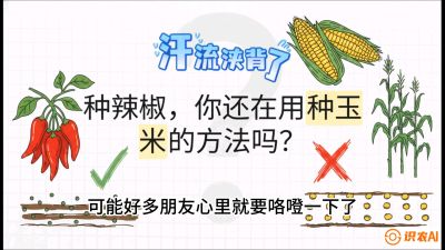 第1节：【品种定江山】工业辣椒vs小米辣：底肥公式与密度陷阱的&ldquo;百万生意经&rdquo;，课程：《辣椒种植实战特训营，从工业辣椒到精品小米辣，教你如何把&ldquo;草&rdquo;种成&ldquo;金&rdquo;》