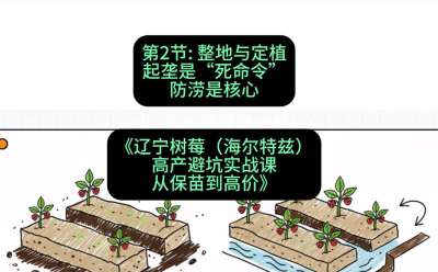 第二节： 整地与定植&mdash;&mdash;起垄是&ldquo;死命令&rdquo;，防涝是核心，课程：《辽宁树莓（海尔特兹）高产避坑实战课：从保苗到高价》