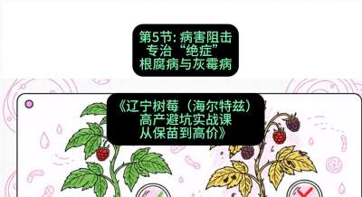 第五节： 病害阻击&mdash;&mdash;专治&ldquo;绝症&rdquo;根腐病与灰霉病，课程：《辽宁树莓（海尔特兹）高产避坑实战课：从保苗到高价》