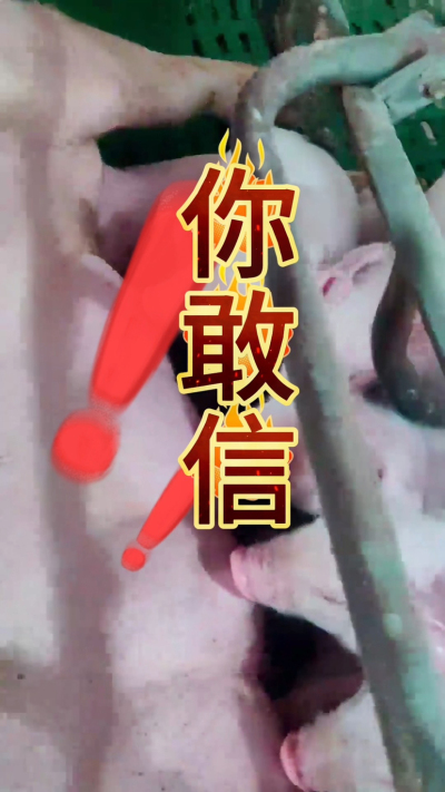 小猪抢不到奶，干瘦不长肉？成活率总上不去？😭
自从用上南商农科这款仔猪补奶机，再也没这烦恼！
✅ 一键设置下料参数，新手也能上手
✅ 恒温补奶，小猪抢着喝，长势超均匀
从车间精工组装到猪场落地使用，每