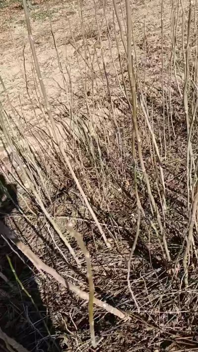 出售臭椿苗，巨峰葡萄苗。药用连翘苗，科研五号优质种苗，2/5年苗，药用连翘树，挂果树，全国包邮到家！财富密码18534302961