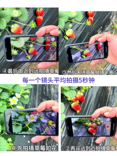 草莓抖音视频推广拍摄技巧