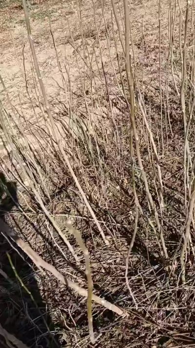 出售臭椿苗，巨峰葡萄苗。药用连翘苗，科研五号优质种苗，2/5年苗，药用连翘树，挂果树，全国包邮到家！财富密码18534302961