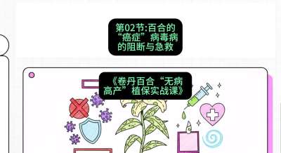 第02节：百合的&ldquo;癌症&rdquo;&mdash;&mdash;病毒病的阻断与急救，课程：《卷丹百合&ldquo;无病高产&rdquo;植保实战课》#识农AI