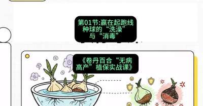 第01节：赢在起跑线&mdash;&mdash;种球的&ldquo;洗澡&rdquo;与&ldquo;消毒&rdquo;，课程：《卷丹百合&ldquo;无病高产&rdquo;植保实战课》#识农AI
