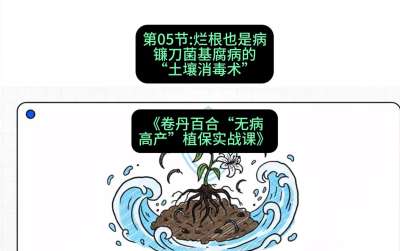 第05节：烂根也是病&mdash;&mdash;镰刀菌基腐病的&ldquo;土壤消毒术&rdquo; ，课程：《卷丹百合&ldquo;无病高产&rdquo;植保实战课》#识农AI
