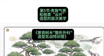 第05节：贵族气质&mdash;&mdash;松柏类&ldquo;云片&rdquo;造型的层次美学，课程：《景观树木&ldquo;整形外科&rdquo;造型实战特训营》#识农AI