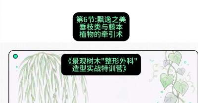 第06节：飘逸之美&mdash;&mdash;垂枝类与藤本植物的牵引术，课程：《景观树木&ldquo;整形外科&rdquo;造型实战特训营》#识农AI