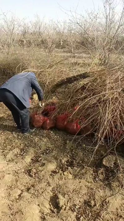 出售药用连翘苗，科研五号优质种苗，2/5年苗，药用连翘树，挂果树，全国包邮到家！财富密码18534302961出售药用连翘苗，科研五号优质种苗，2/5年苗，药用连翘树，挂果树，全国包邮到家！财富密码1