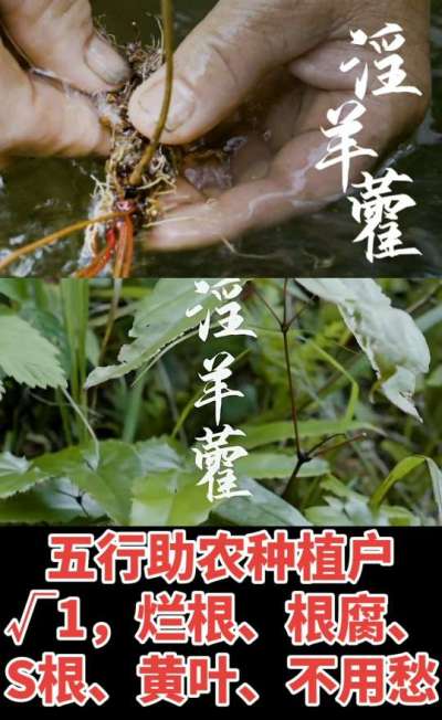 177，1907，0725，V 同号
1  老乡们！种淫羊藿不用乱买肥，咱这款专用肥，针对淫羊藿习性配的，壮苗防烂根，采收多卖钱，用过都回头！
2  咱种淫羊藿图的就是省心高产！专用肥薄肥勤施，苗不烧