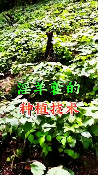 揭秘&ldquo;仙草&rdquo;淫羊藿的种植密码！耐严寒耐贫瘠，林下套种不占耕地，管理简单还能套种其他作物，一亩地的投入两亩地的收益～ 想返乡创业的赶紧码住！ #淫羊藿种植技术 #返乡创业项目 #药材种植指南 #农业新风