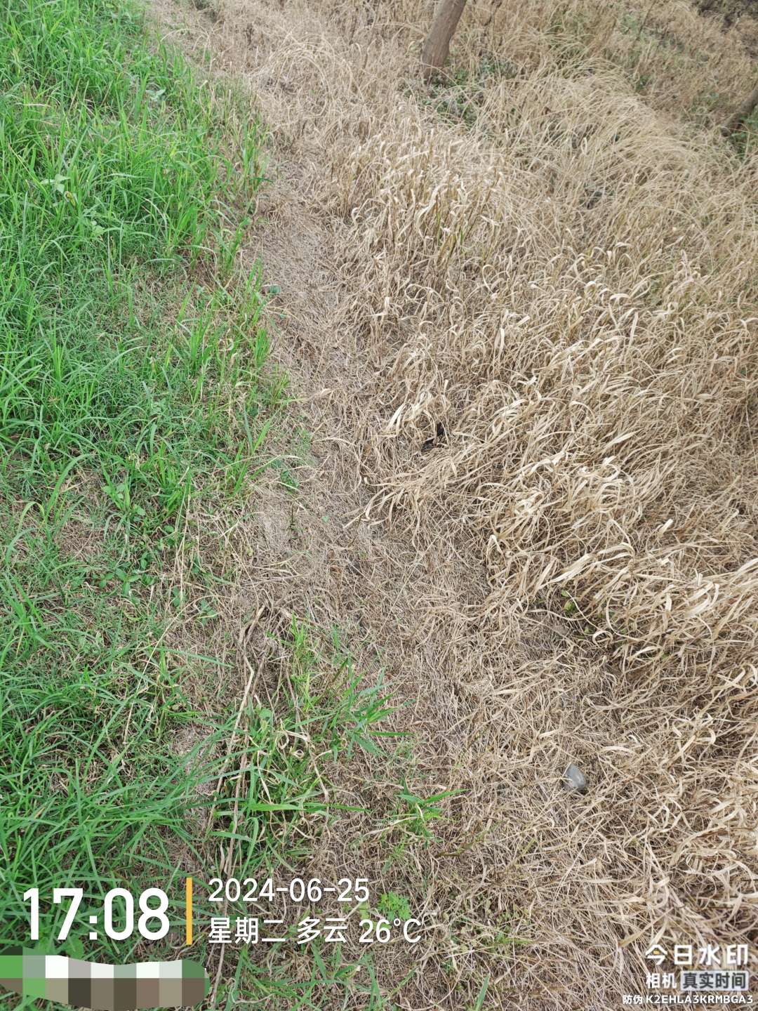 长效封闭灭生除草剂我只认准这款