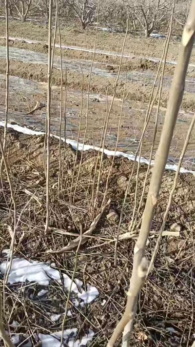 臭椿苗，一年苗，需要联系我，全国包邮到家。18534302961