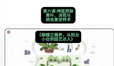第六节：神医把脉：黄叶、消苞与病虫害逆转术，课程：《蝴蝶兰雅养六讲：从阳台小白到园艺达人》#识农AI