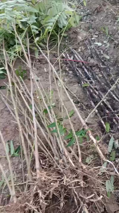 出售臭椿苗，巨峰葡萄苗。药用连翘苗，科研五号优质种苗，2/5年苗，药用连翘树，挂果树，全国包邮到家！财富密码18534302961