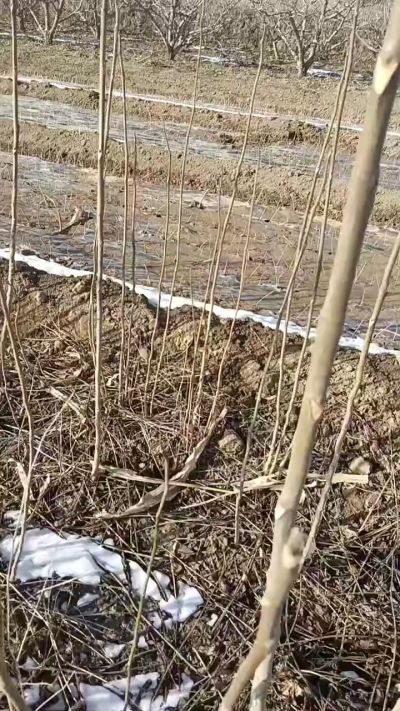 出售臭椿苗，巨峰葡萄苗。药用连翘苗，科研五号优质种苗，2/5年苗，药用连翘树，挂果树，全国包邮到家！财富密码18534302961