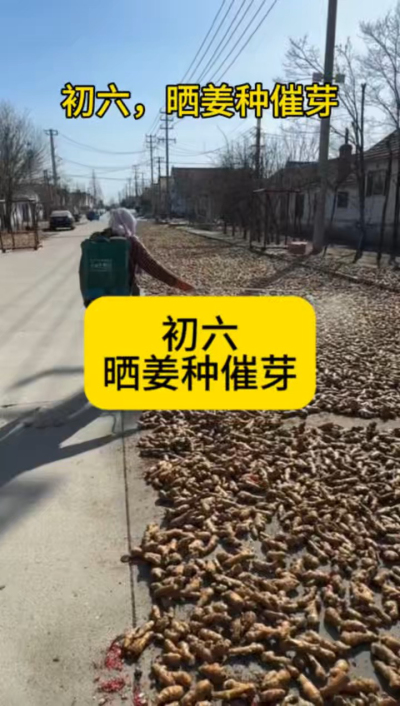 大年初六，晒姜种催芽