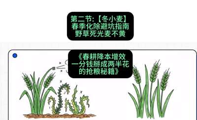 第二节：【冬小麦】春季化除避坑指南，野草死光麦不黄