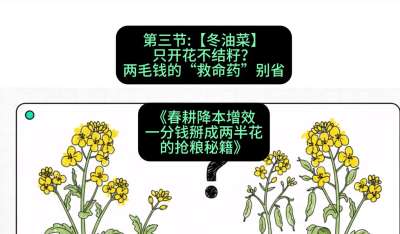 第三节：【冬油菜】只开花不结籽？两毛钱的&ldquo;救命药&rdquo;别省
