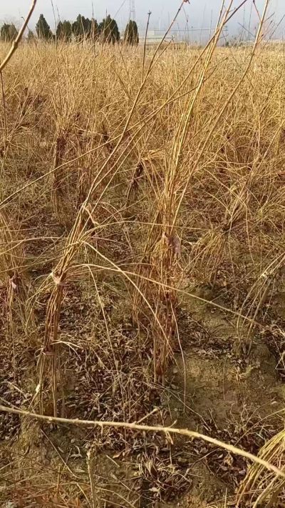 出售药用连翘苗，科研五号优质种苗，2/5年苗，药用连翘树，挂果树，全国包邮到家！财富密码18534302961出售药用连翘苗，科研五号优质种苗，2/5年苗，药用连翘树，挂果树，全国包邮到家！财富密码1