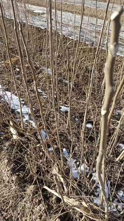 出售臭椿苗，巨峰葡萄苗。药用连翘苗，科研五号优质种苗，2/5年苗，药用连翘树，挂果树，全国包邮到家！财富密码18534302961