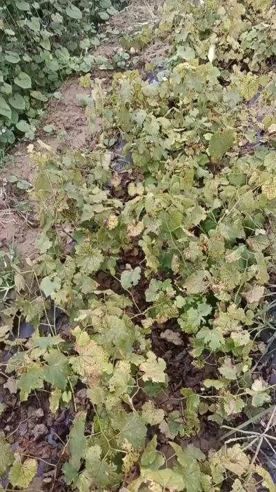 出售巨峰葡萄苗。药用连翘苗，科研五号优质种苗，2/5年苗，药用连翘树，挂果树，全国包邮到家！财富密码18534302961