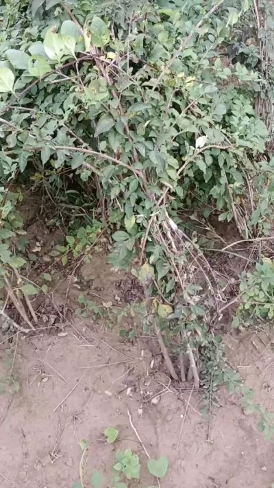 出售药用连翘苗，科研五号优质种苗，2/5年苗，药用连翘树，挂果树，全国包邮到家！财富密码18534302961