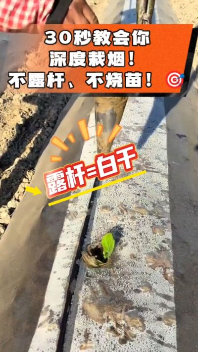 这个栽法太关键了！深栽是烤烟成活的根本，亲测有效！