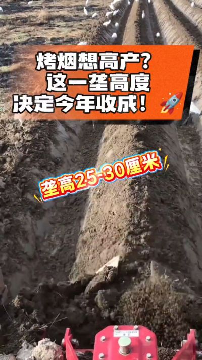 想让烤烟高产，就得从细节抓起。分享一点实打实的干货，只为帮大家少走弯路，种出好烟叶！🌱👍